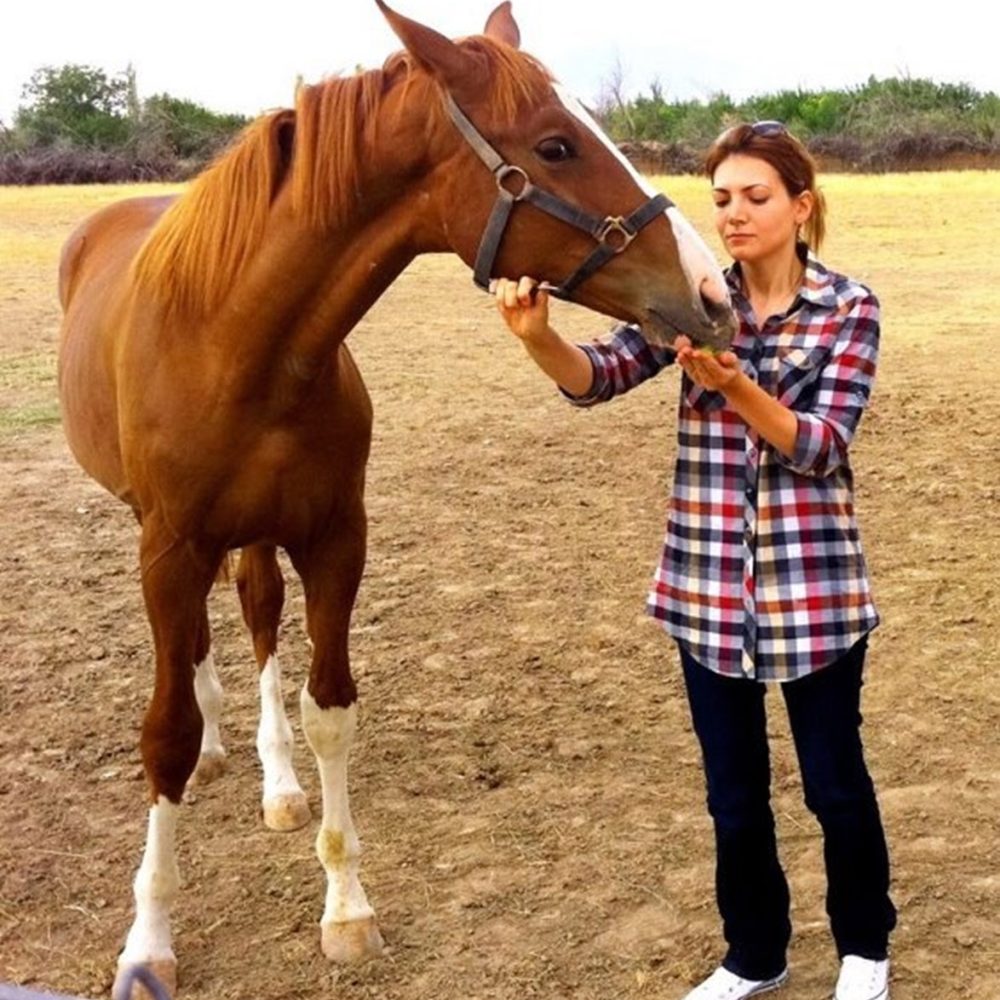 Royal-Stud Hakkımızda